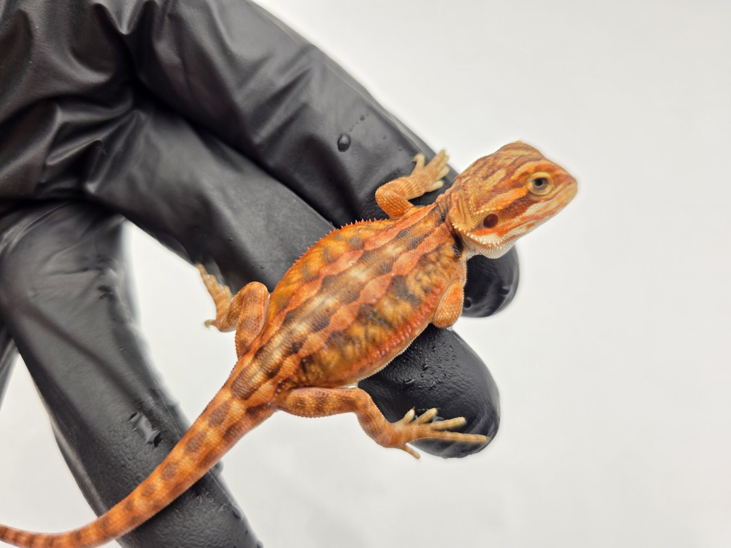 Pogona vitticeps "Leatherback red flame x candy blood (stripe)" insexé 2025 Nom/référence : SOVY
