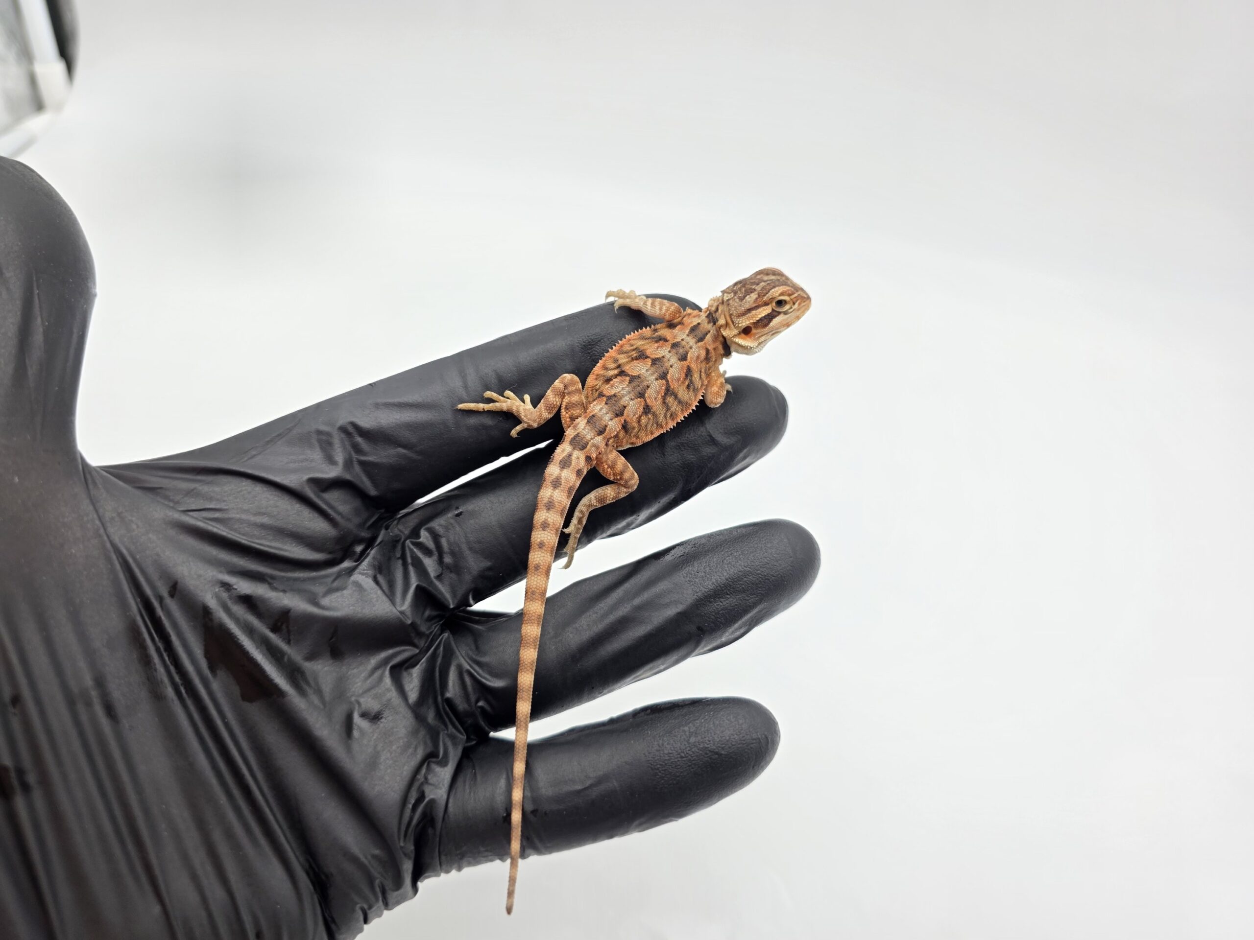 Pogona vitticeps "Leatherback red flame x candy blood" insexé 2025 Nom/référence : KALY