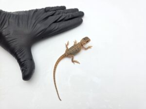 Pogona vitticeps "Super trans stripe 100% het.zero 66% het.hypo" insexé 2025 Nom/référence : KOLY