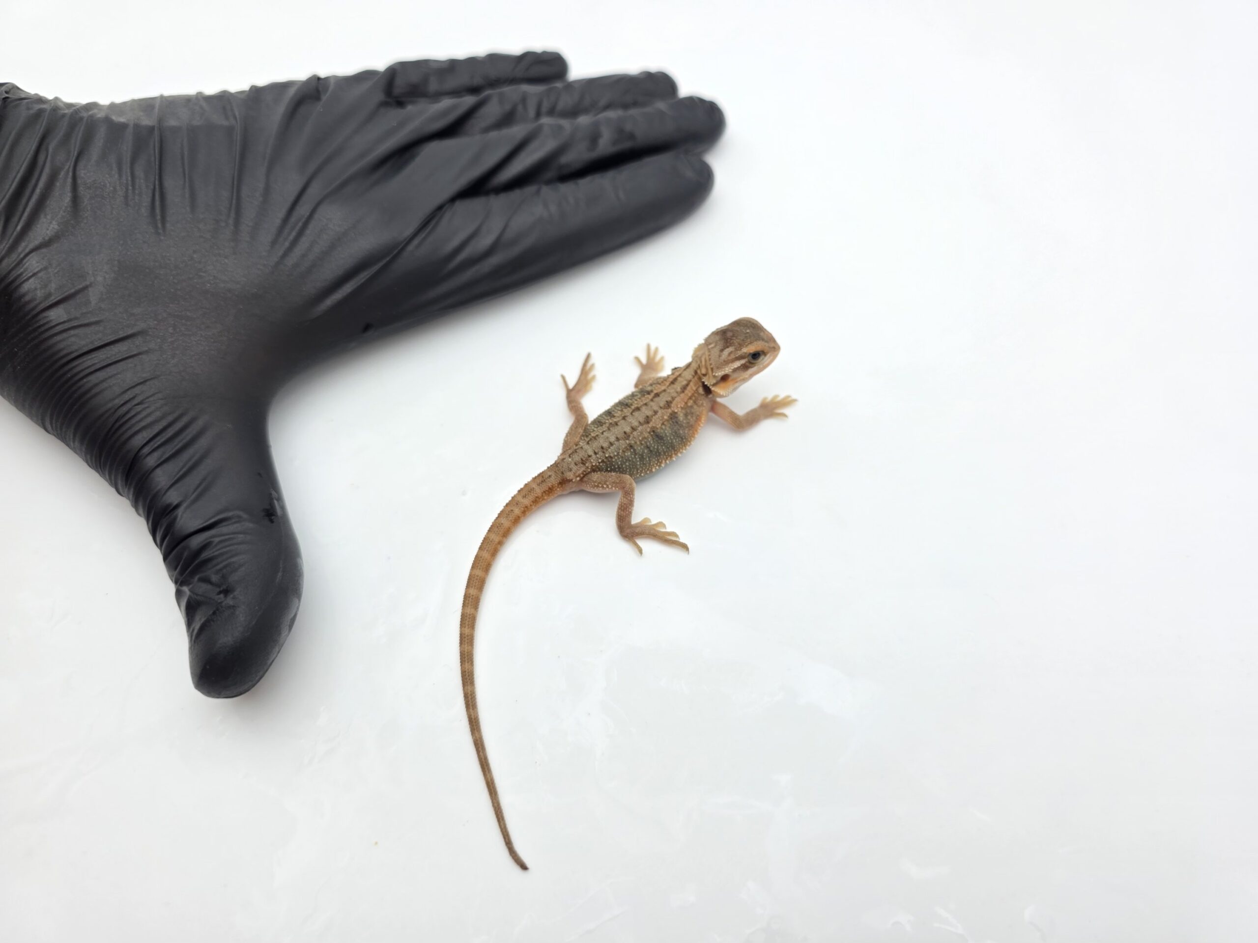 Pogona vitticeps "Super trans stripe 100% het.zero 66% het.hypo" insexé 2025 Nom/référence : KOLY