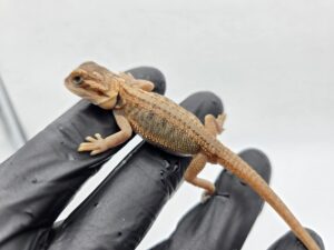 Pogona vitticeps "Super trans stripe 100% het.zero 66% het.hypo" insexé 2025 Nom/référence : LAY