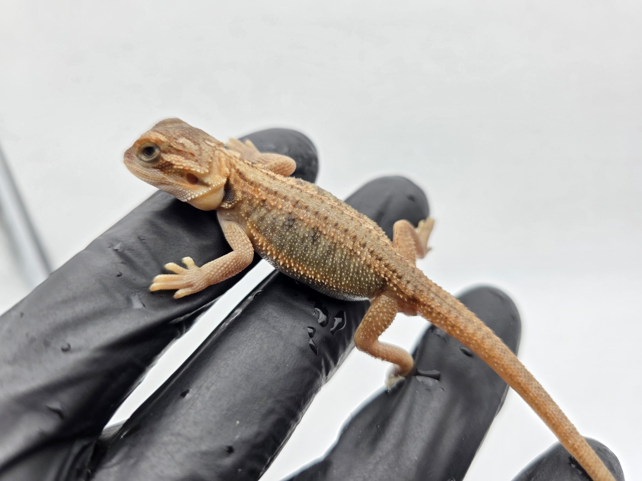 Pogona vitticeps "Super trans stripe 100% het.zero 66% het.hypo" insexé 2025 Nom/référence : LAY