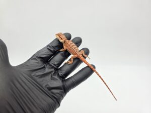 Pogona vitticeps "Leatherback red flame x candy blood (stripe)" insexé 2025 Nom/référence : ARY