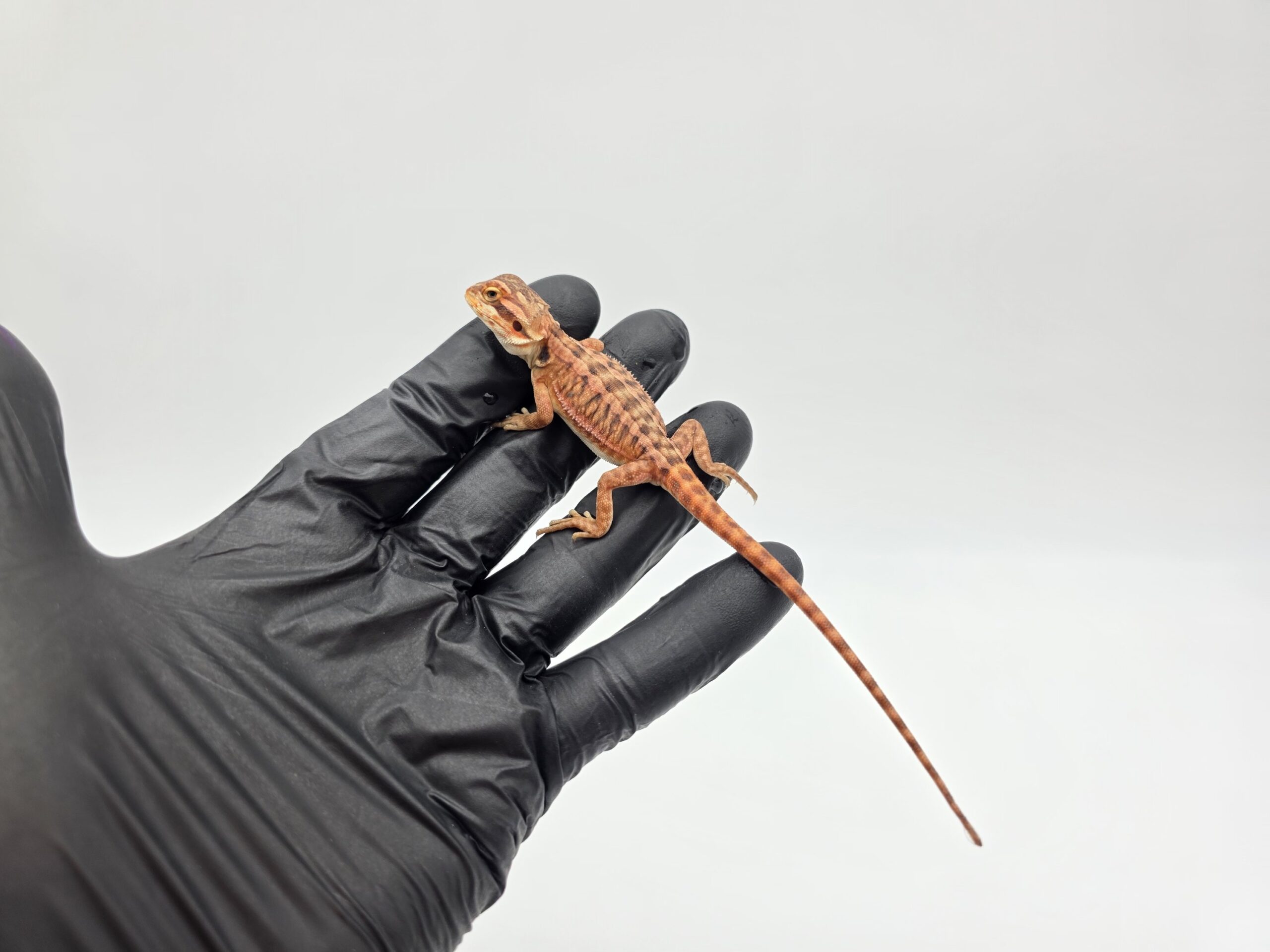 Pogona vitticeps "Leatherback red flame x candy blood (stripe)" insexé 2025 Nom/référence : ARY