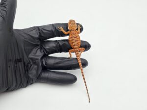 Pogona vitticeps "Leatherback red flame x candy blood" insexé 2025 Nom/référence : OLY