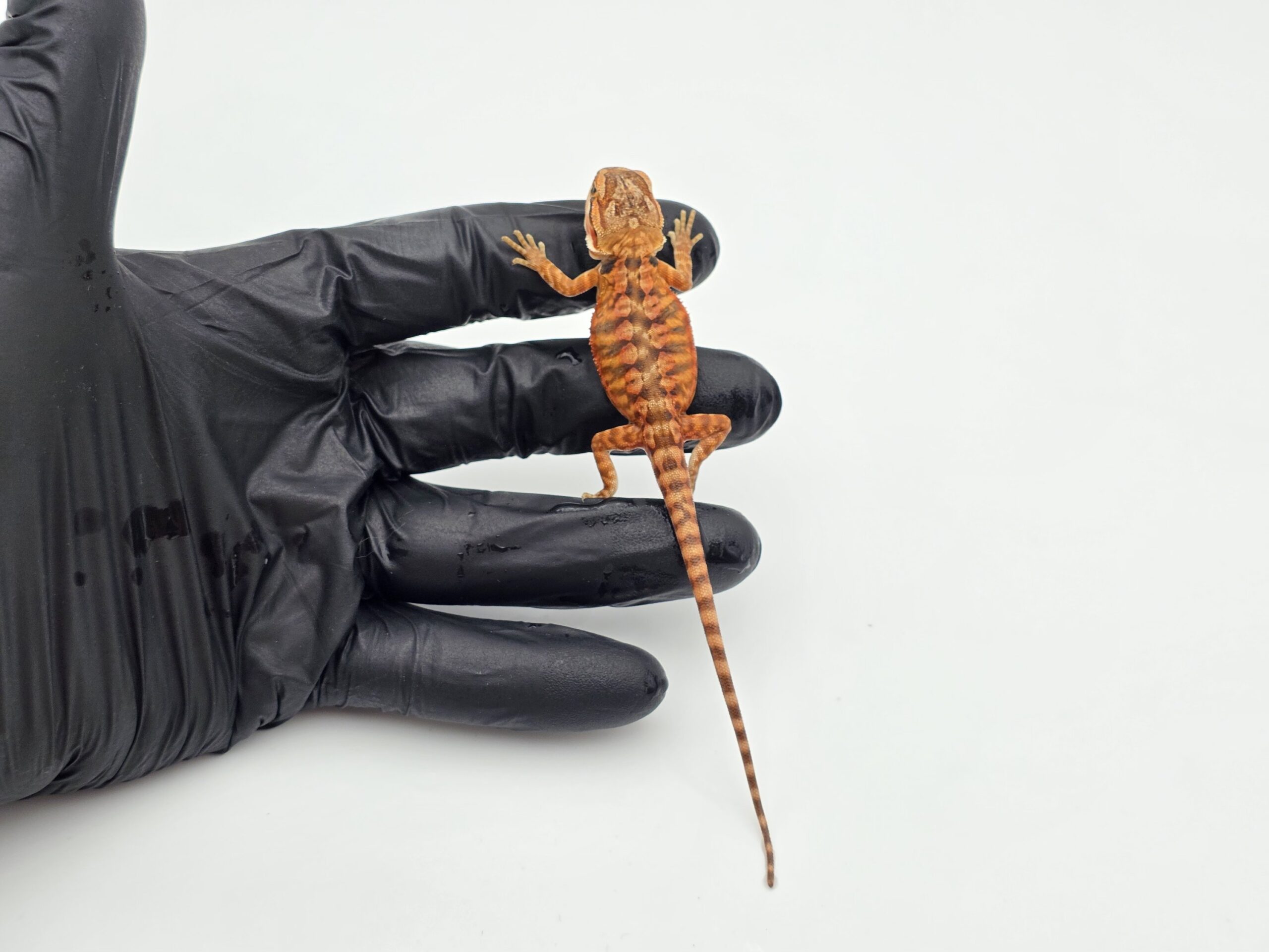 Pogona vitticeps "Leatherback red flame x candy blood" insexé 2025 Nom/référence : OLY