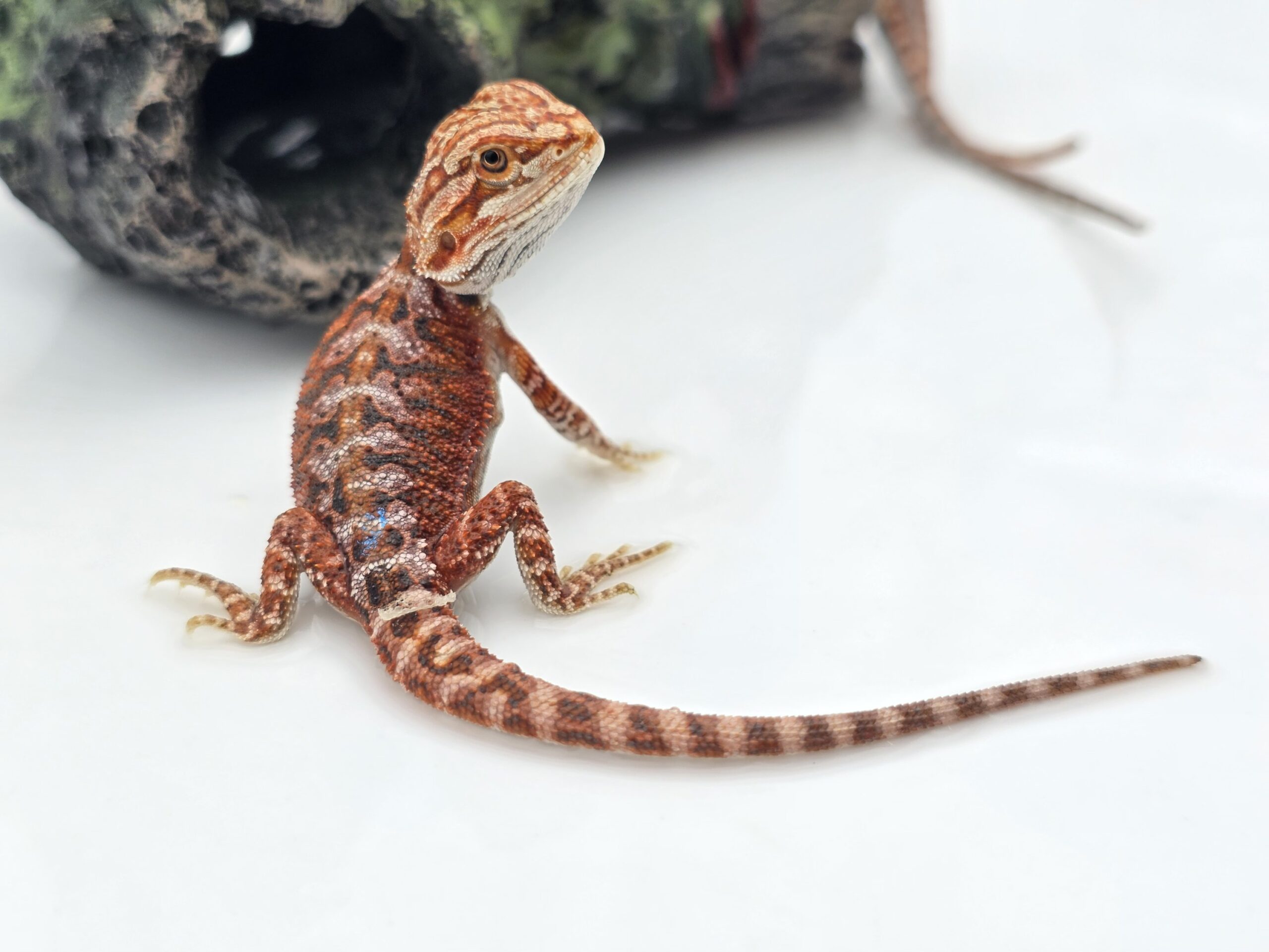 Pogona vitticeps "Hypo extrême red orange blue tiger" insexé 2026 Nom/référence : KAÏ