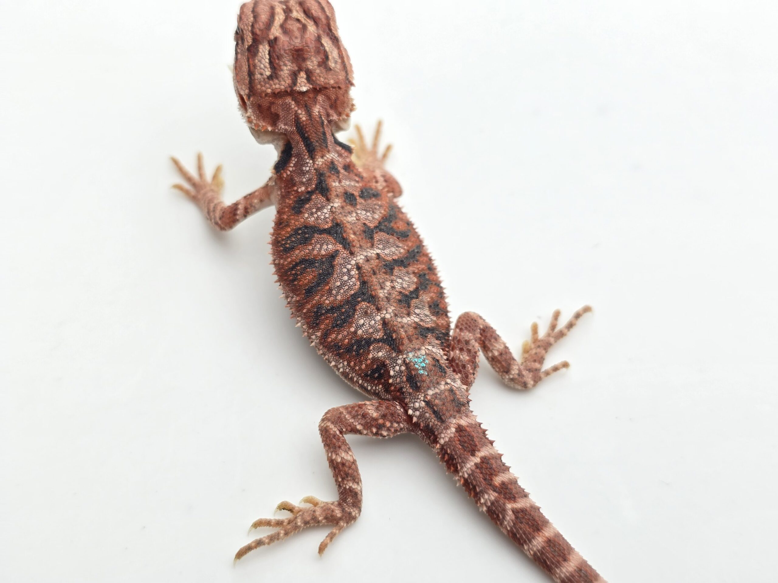 Pogona vitticeps "Hypo extrême red orange blue tiger" insexé 2026 Nom/référence : YAF