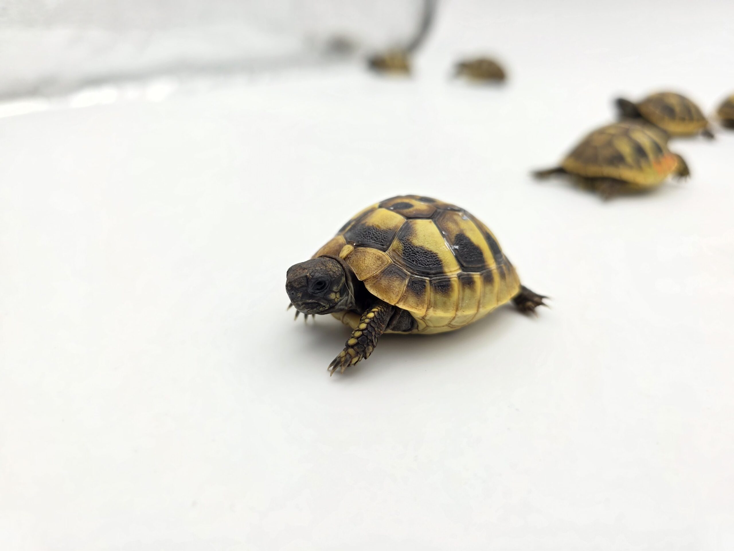 Testudo hermanni boetgeri "Naturel" insexé référence : 450