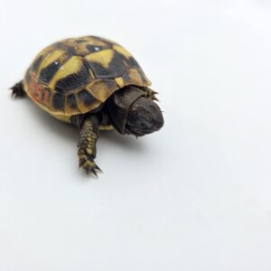Testudo hermanni boetgeri "Naturel" insexé référence : 451