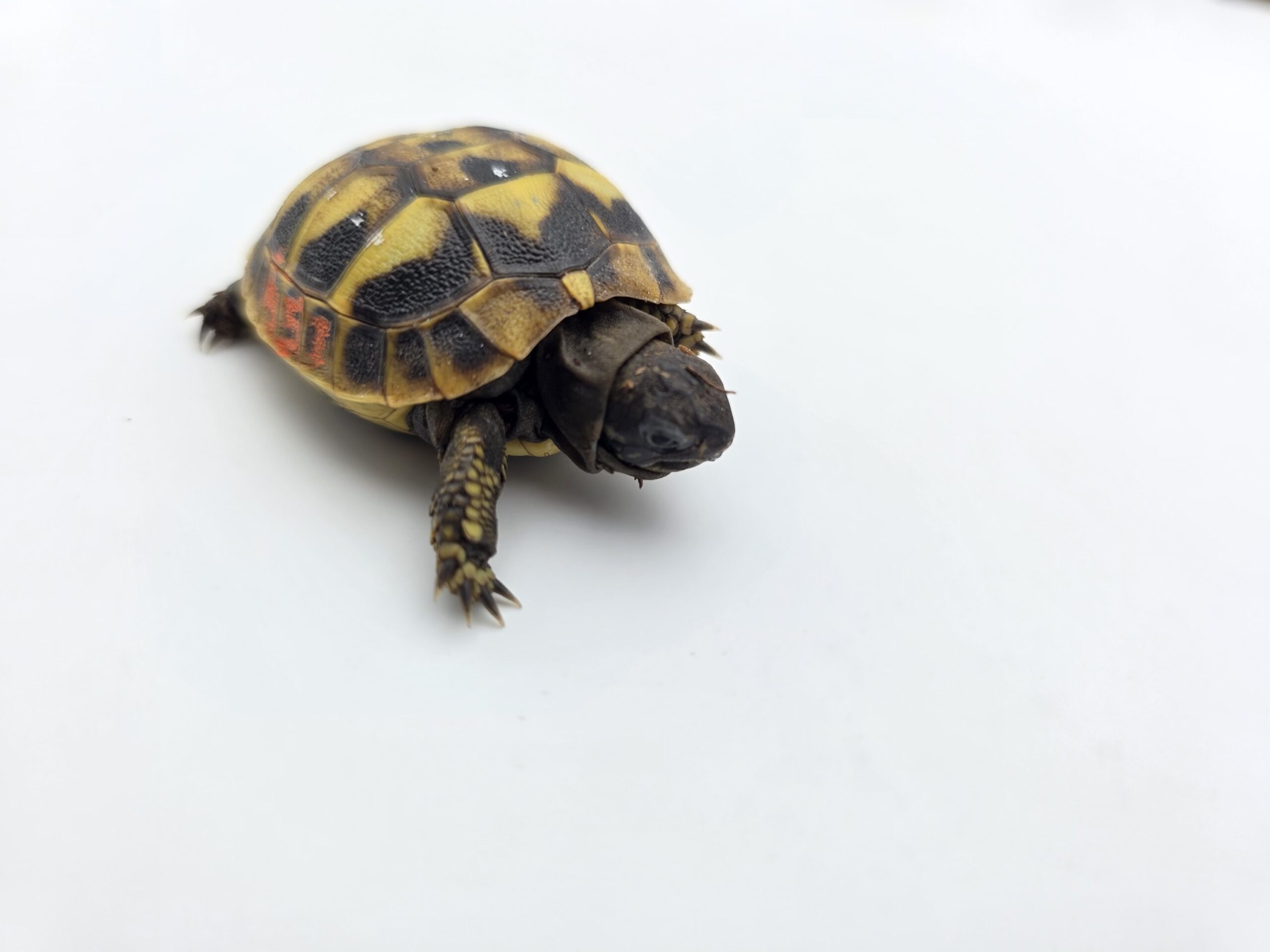 Testudo hermanni boetgeri "Naturel" insexé référence : 451
