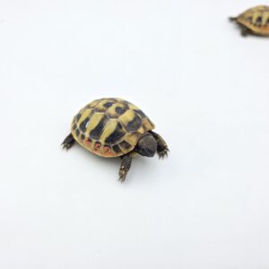 Testudo hermanni boetgeri "Naturel" insexé référence : 452