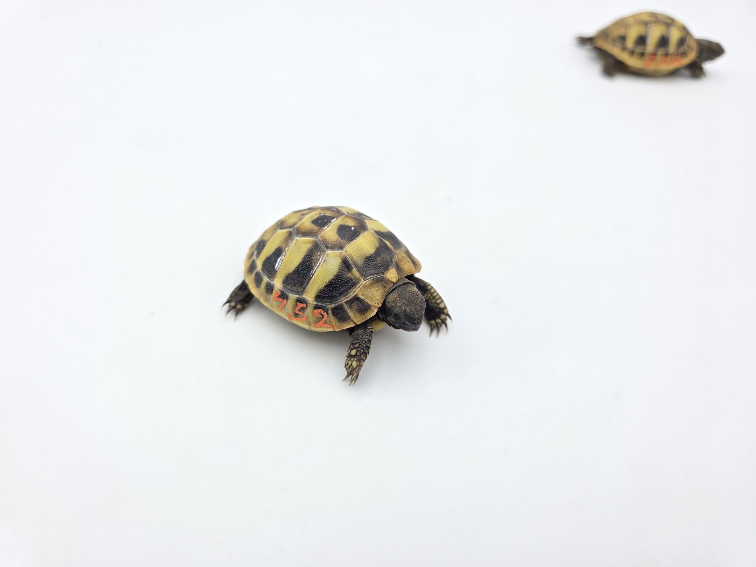 Testudo hermanni boetgeri "Naturel" insexé référence : 452