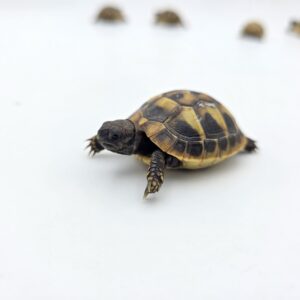 Testudo hermanni boetgeri "Naturel" insexé référence : 470