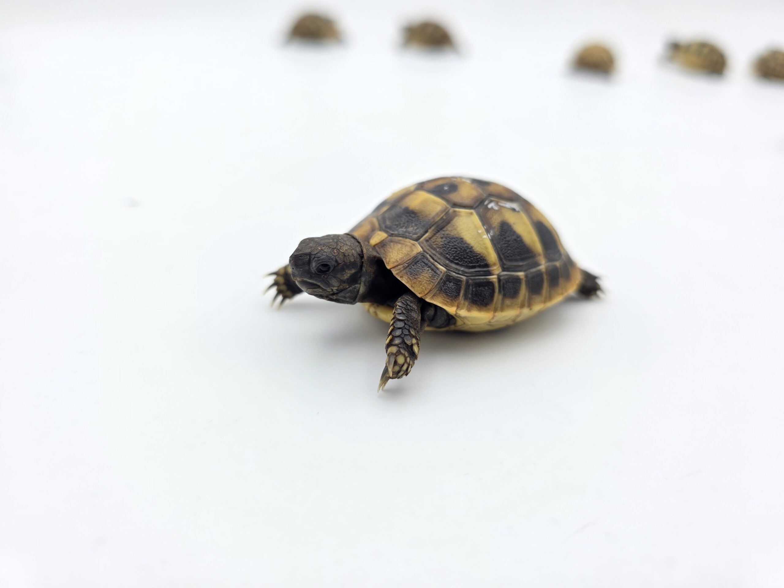 Testudo hermanni boetgeri "Naturel" insexé référence : 470