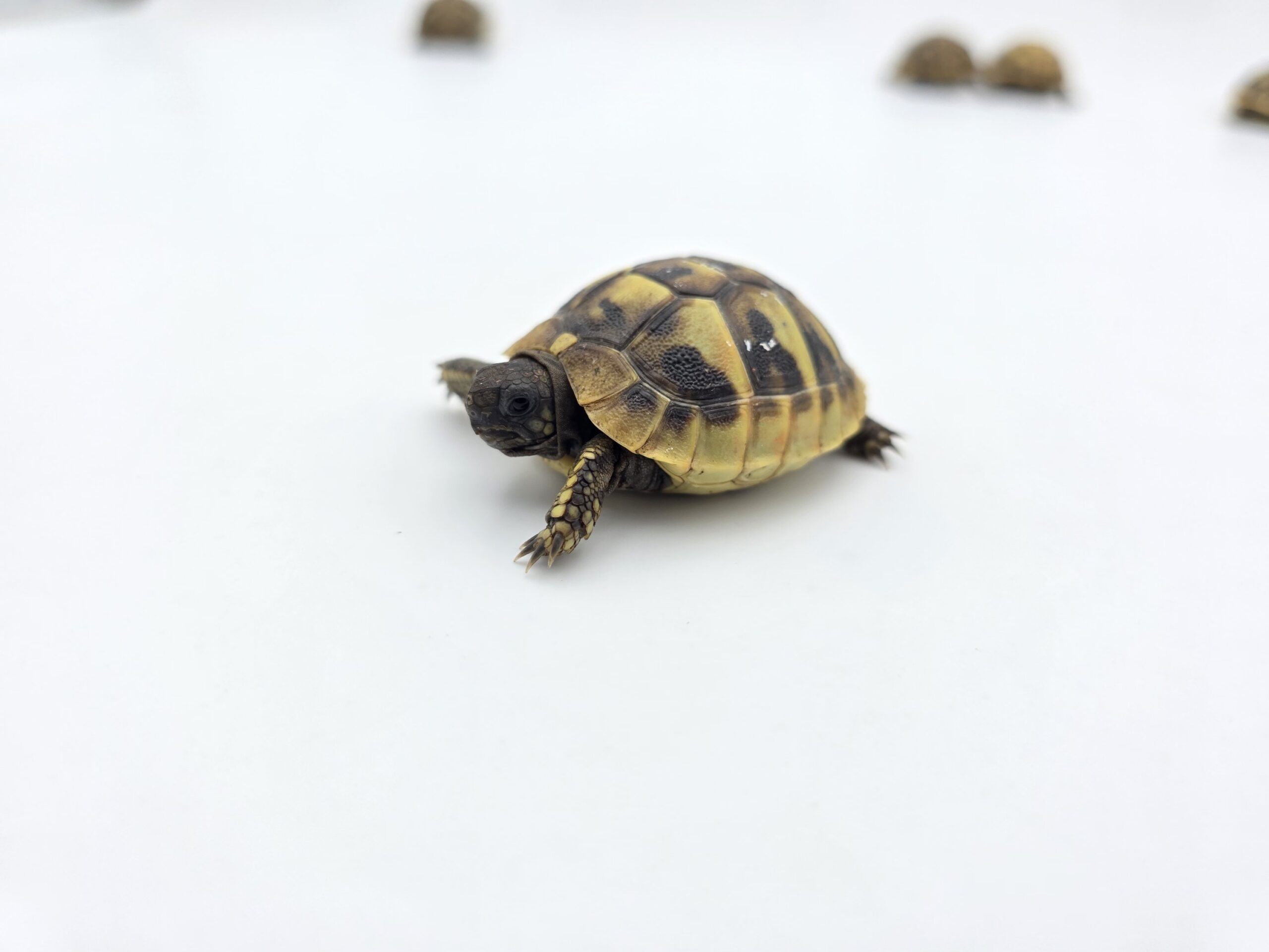 Testudo hermanni boetgeri "Naturel" insexé référence : 471