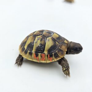 Testudo hermanni boetgeri "Naturel" insexé référence : 484