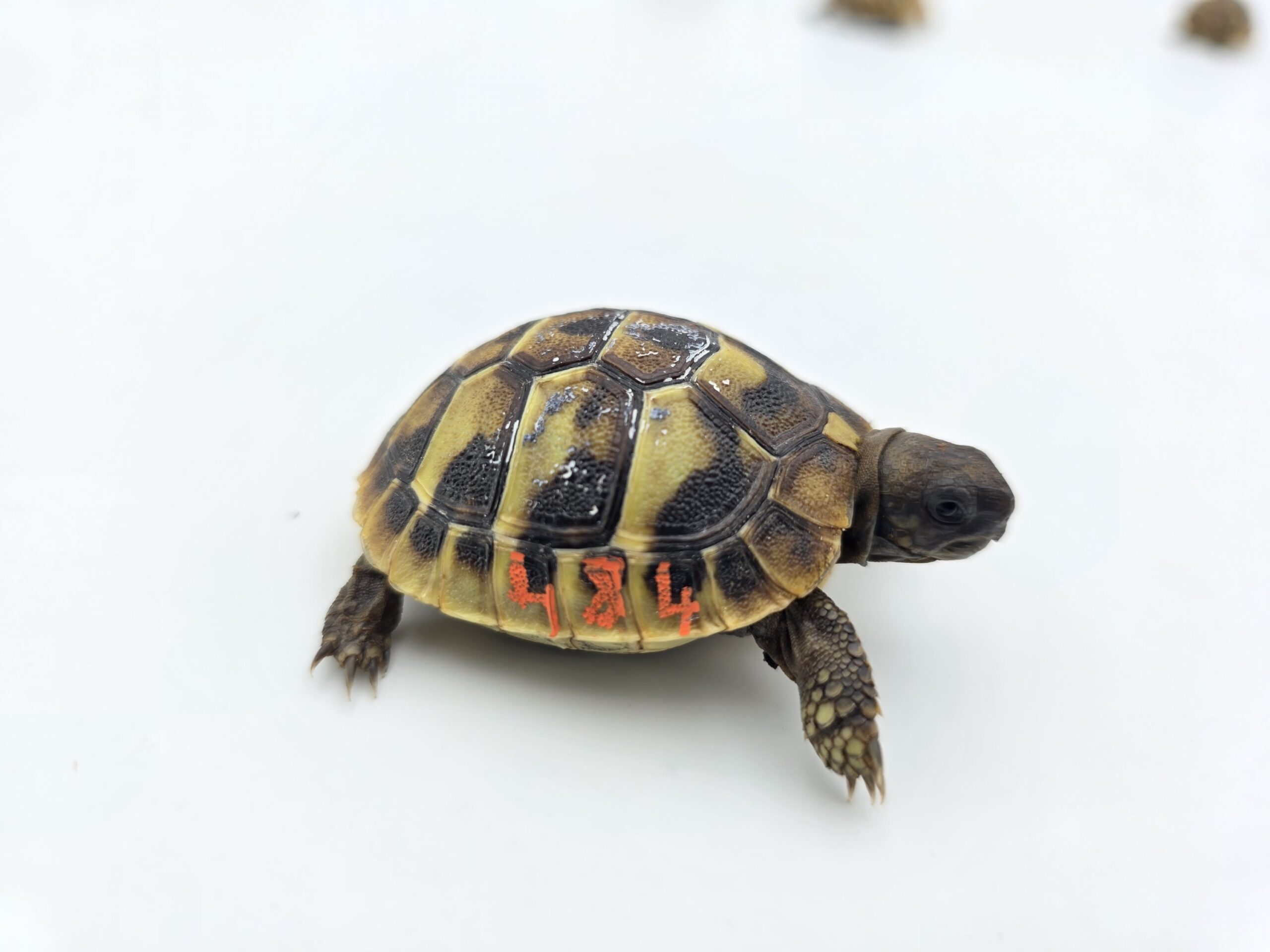 Testudo hermanni boetgeri "Naturel" insexé référence : 484