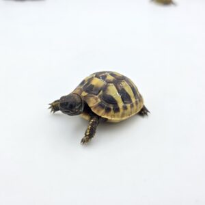 Testudo hermanni boetgeri "Naturel" insexé référence : 495