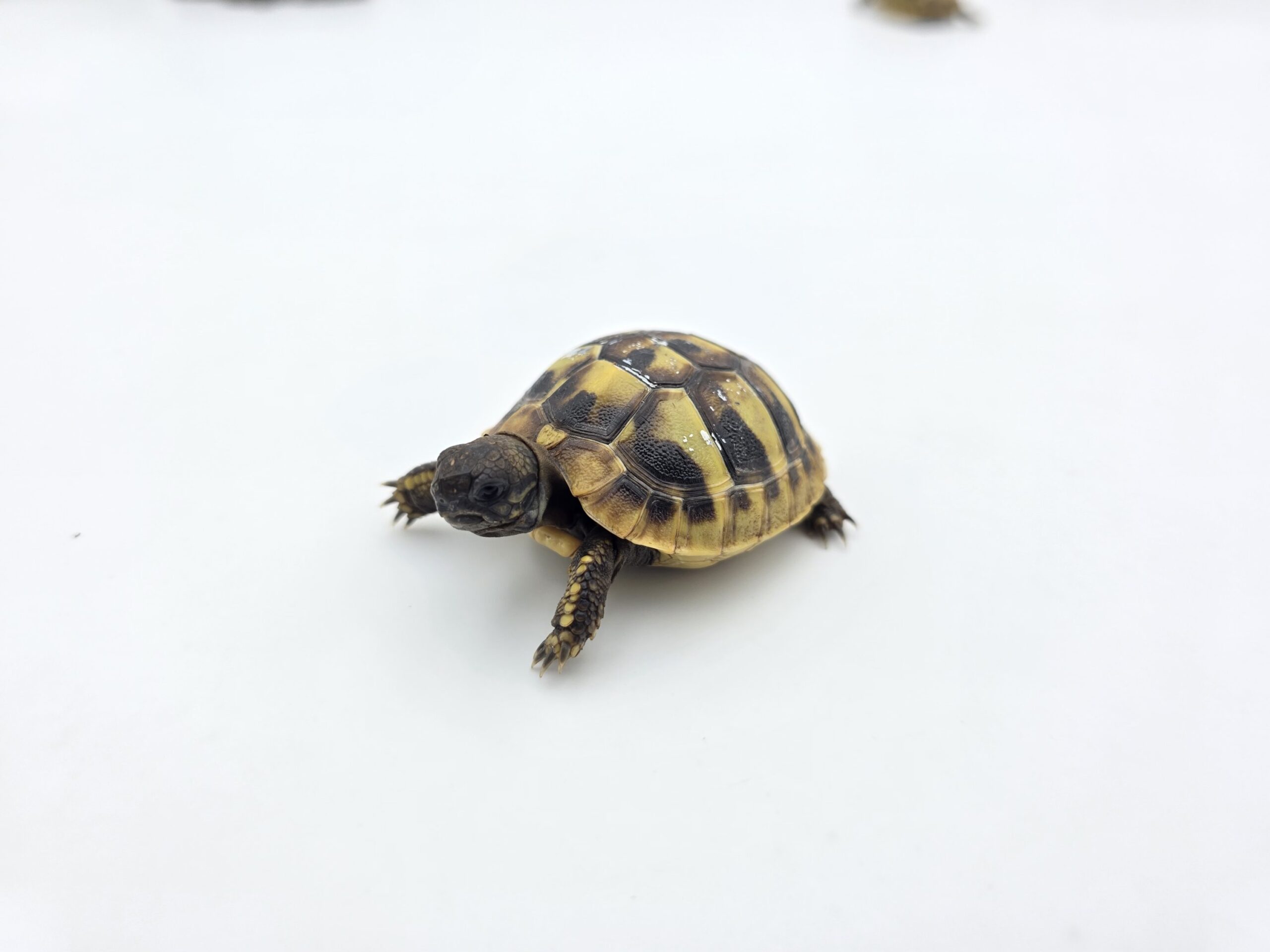 Testudo hermanni boetgeri "Naturel" insexé référence : 495