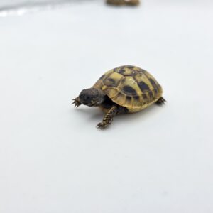 Testudo hermanni boetgeri "Naturel" insexé référence : 475
