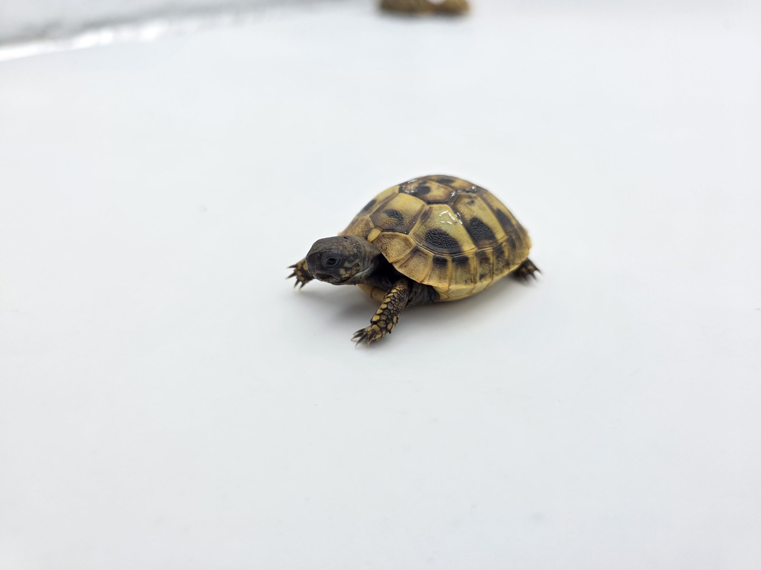 Testudo hermanni boetgeri "Naturel" insexé référence : 475