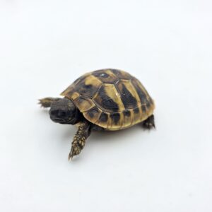 Testudo hermanni boetgeri "Naturel" insexé référence : 497