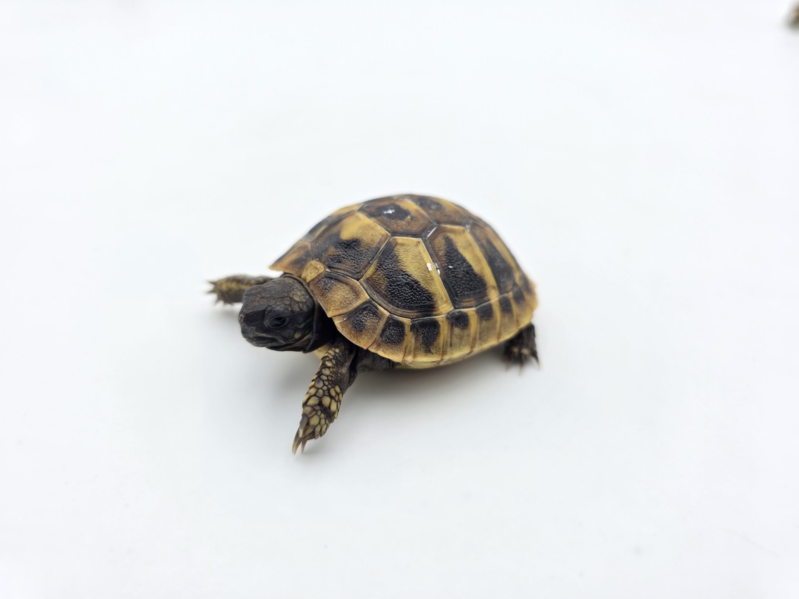 Testudo hermanni boetgeri "Naturel" insexé référence : 497