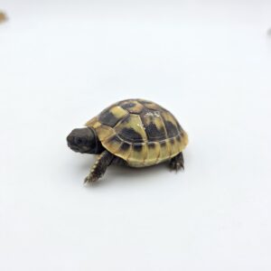 Testudo hermanni boetgeri "Naturel" insexé référence : 498