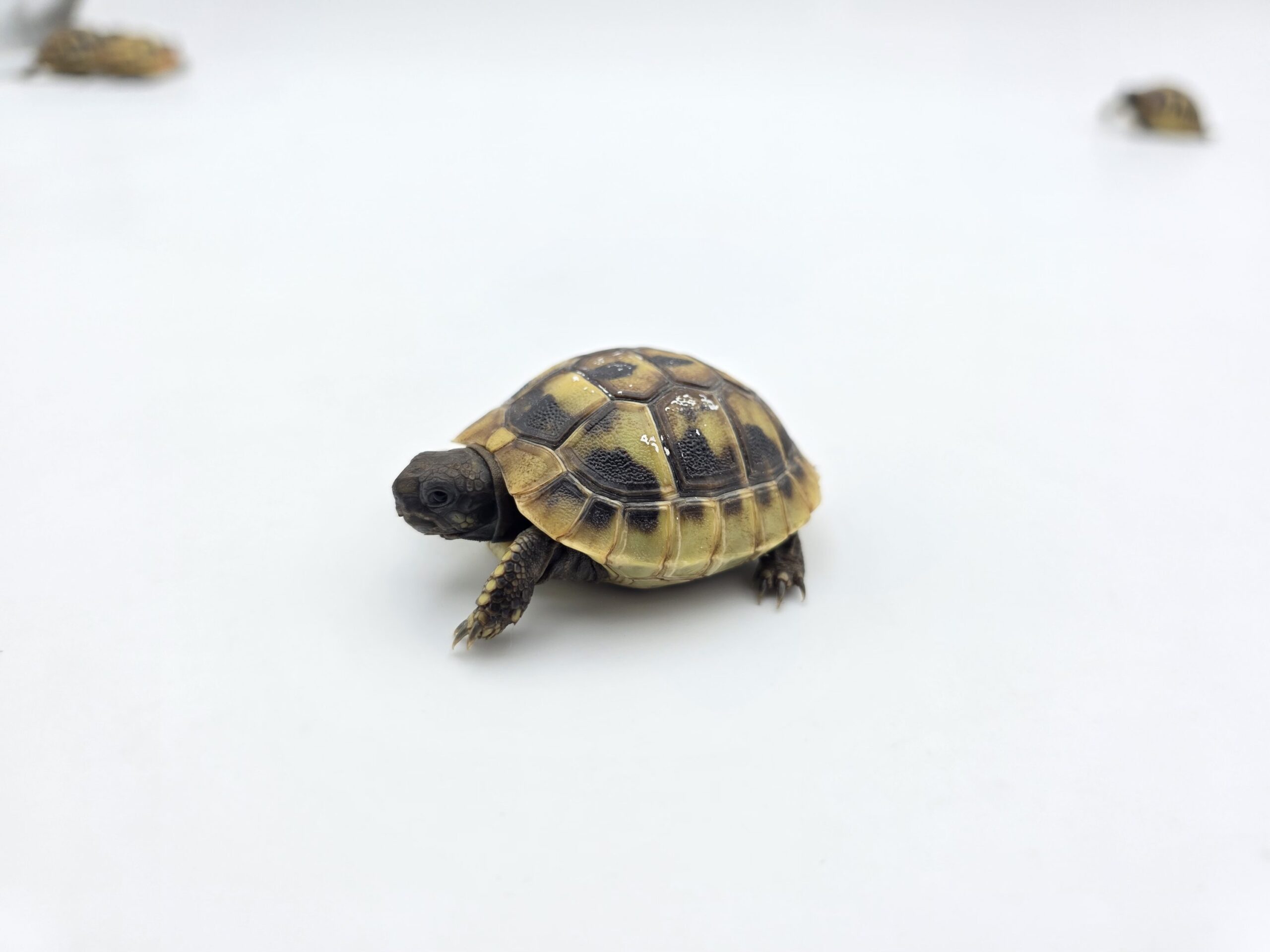 Testudo hermanni boetgeri "Naturel" insexé référence : 498