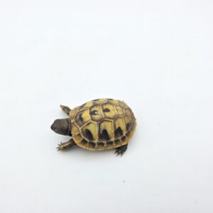 Testudo hermanni boetgeri "Naturel" insexé référence : 502