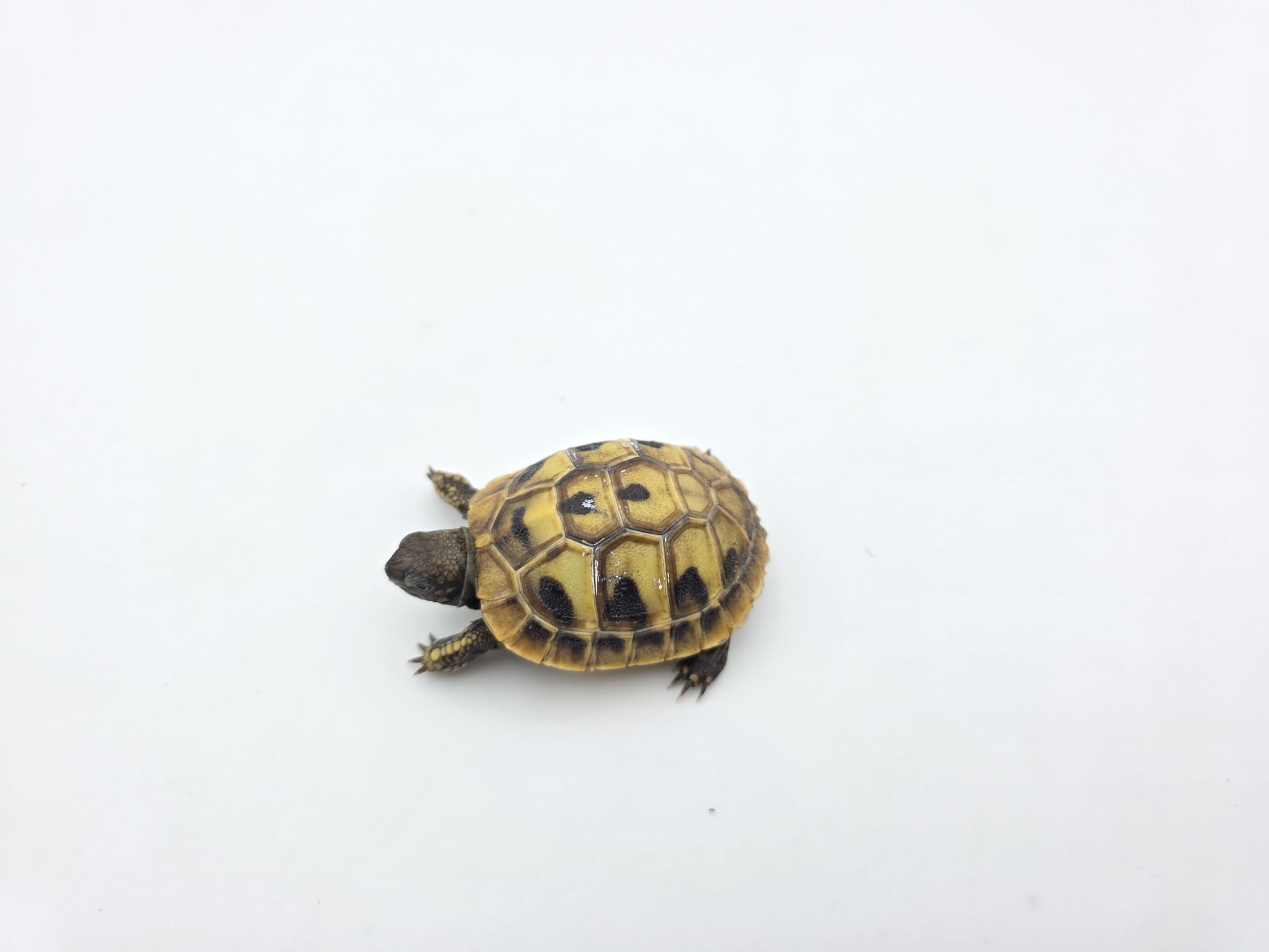 Testudo hermanni boetgeri "Naturel" insexé référence : 502