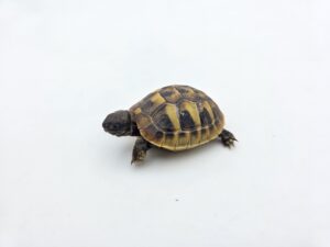 Testudo hermanni boetgeri "Naturel" insexé référence : 503