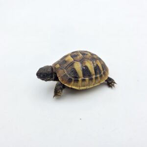 Testudo hermanni boetgeri "Naturel" insexé référence : 503