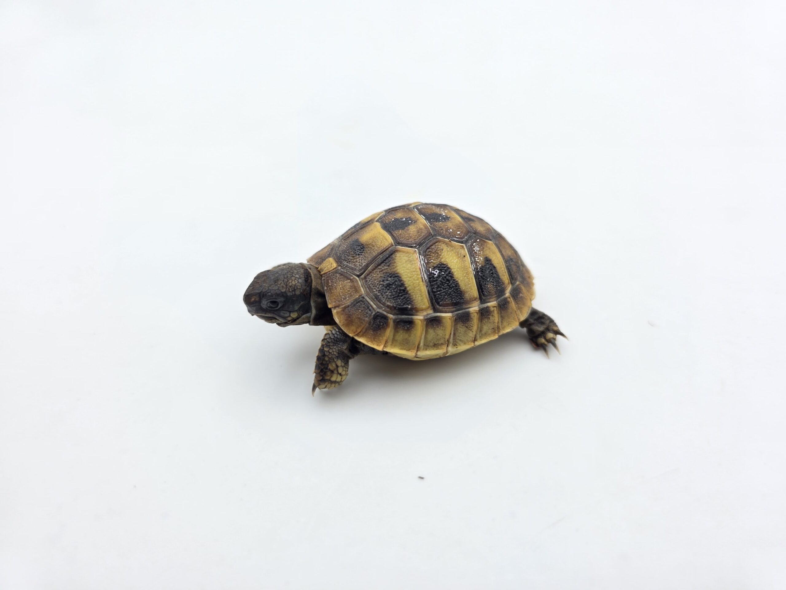Testudo hermanni boetgeri "Naturel" insexé référence : 503