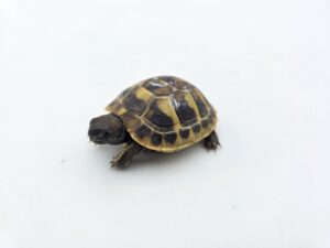 Testudo hermanni boetgeri "Naturel" insexé référence : 507