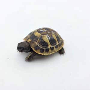 Testudo hermanni boetgeri "Naturel" insexé référence : 507