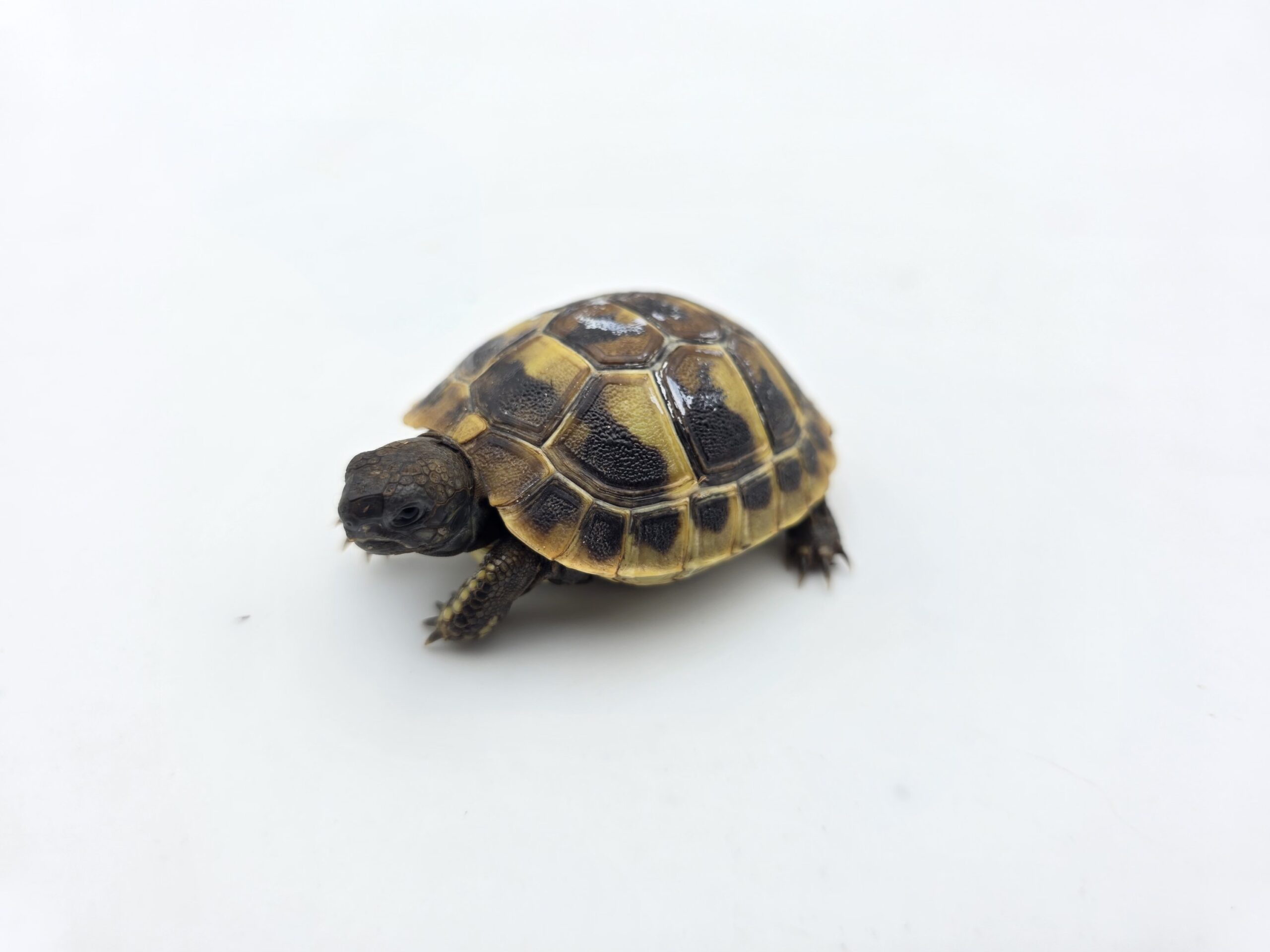 Testudo hermanni boetgeri "Naturel" insexé référence : 507