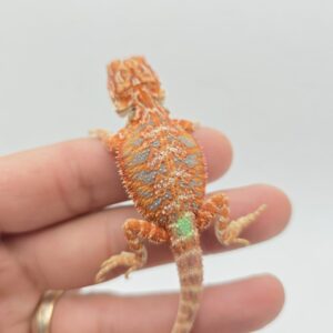 Pogona vitticeps "Hypo extrême red orange blue tiger" insexé 2026 Nom/référence : MIN