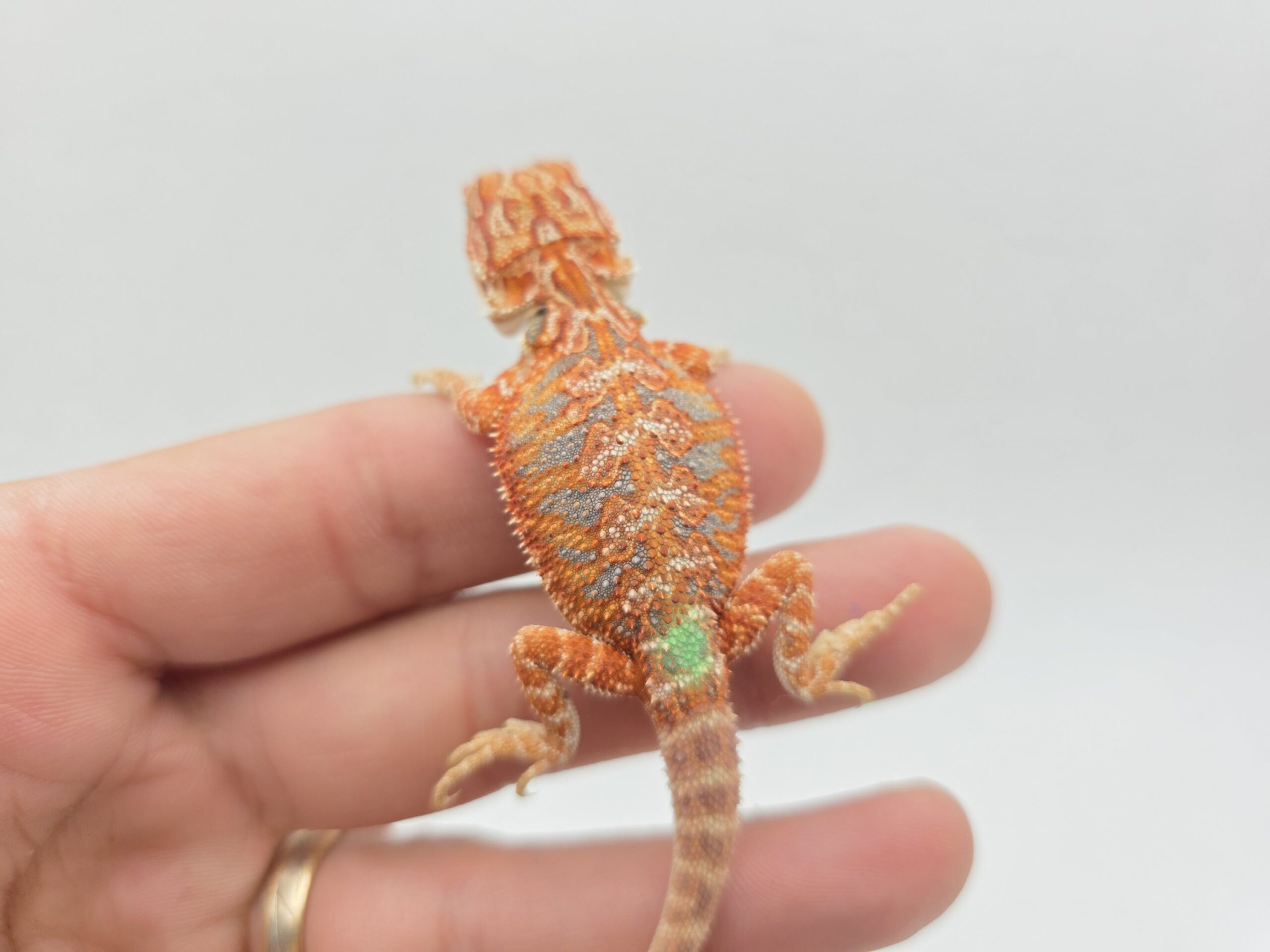 Pogona vitticeps "Hypo extrême red orange blue tiger" insexé 2026 Nom/référence : MIN