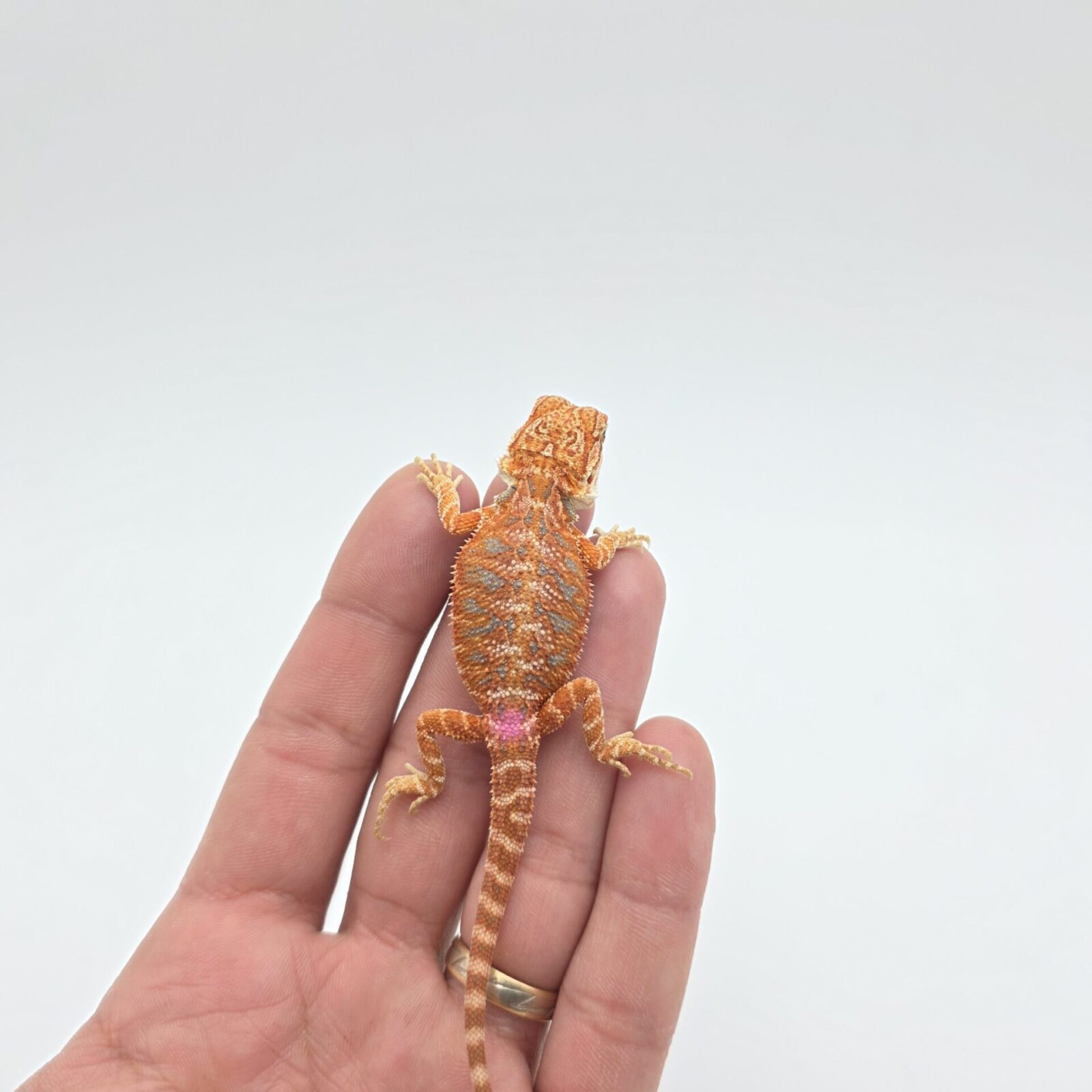 Pogona vitticeps "Hypo extrême red orange blue tiger" insexé 2026 Nom/référence : ZIF
