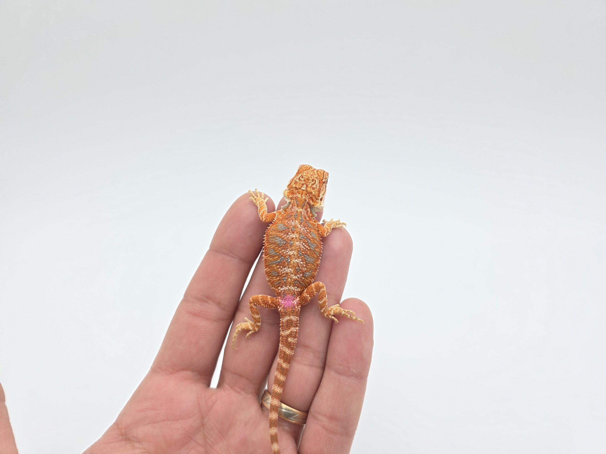 Pogona vitticeps "Hypo extrême red orange blue tiger" insexé 2026 Nom/référence : ZIF
