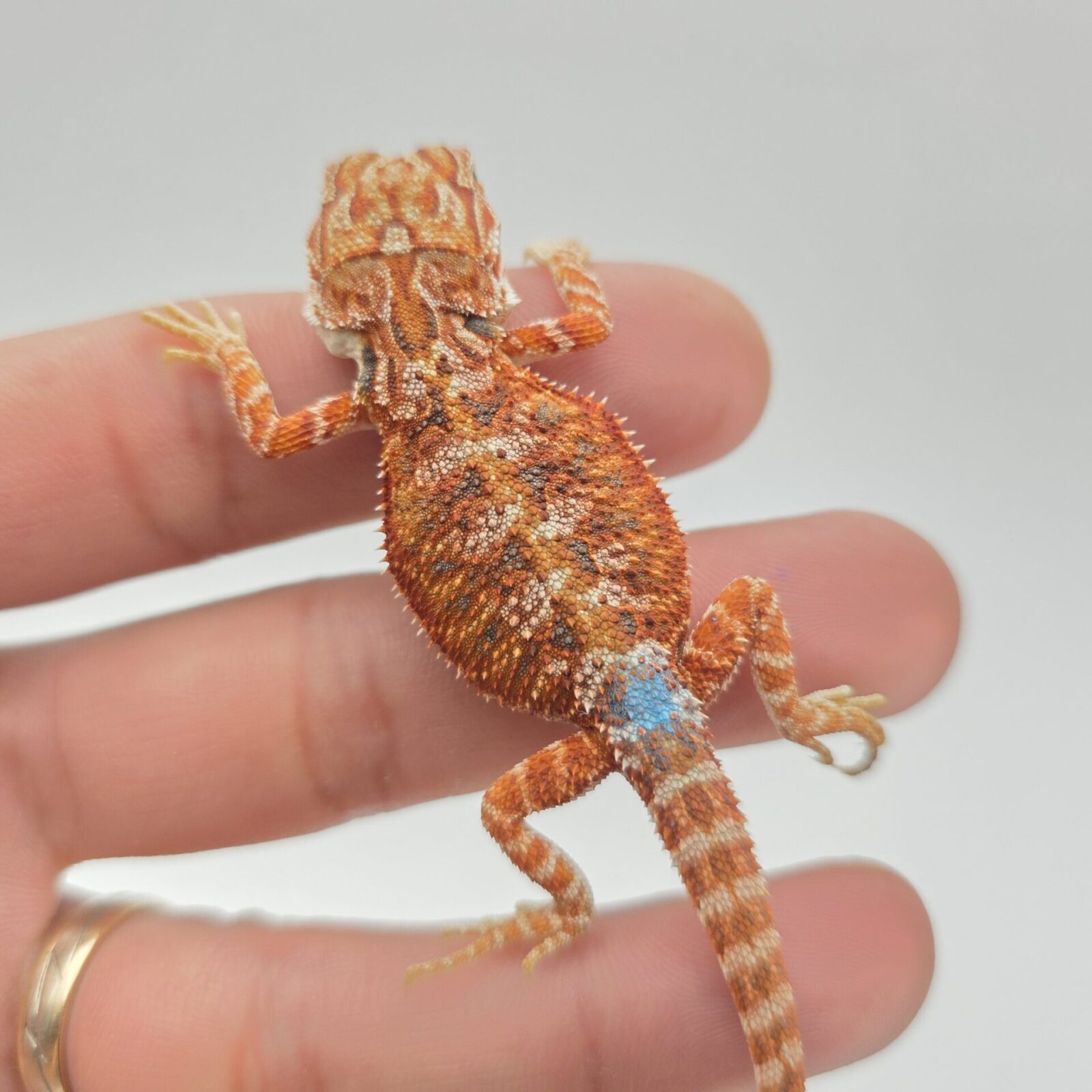 Pogona vitticeps "Hypo extrême red orange blue tiger" insexé 2026 Nom/référence : DIN