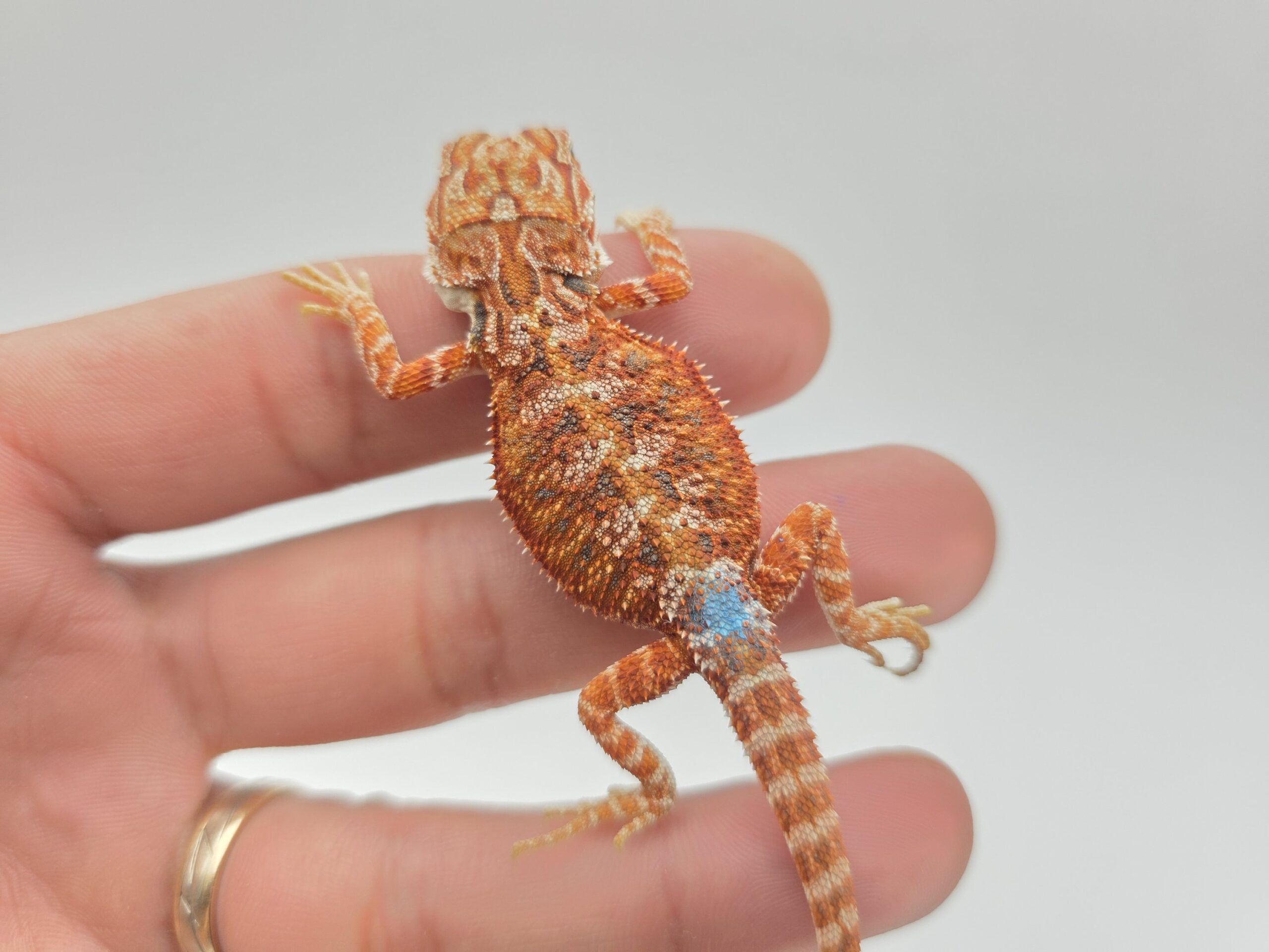 Pogona vitticeps "Hypo extrême red orange blue tiger" insexé 2026 Nom/référence : DIN