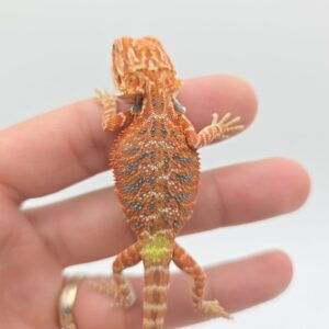 Pogona vitticeps "Hypo extrême red orange blue tiger" insexé 2026 Nom/référence : CROL