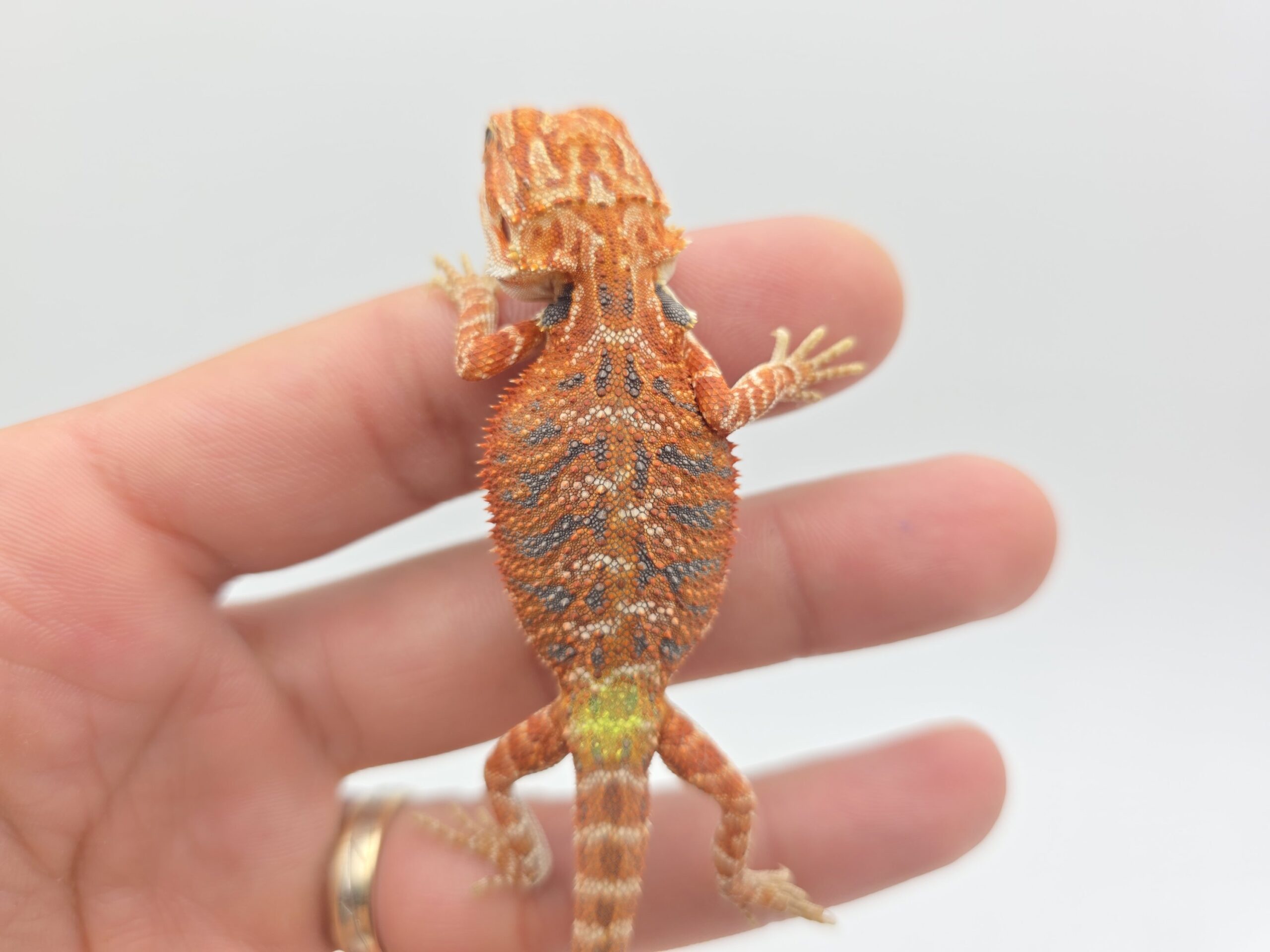 Pogona vitticeps "Hypo extrême red orange blue tiger" insexé 2026 Nom/référence : CROL