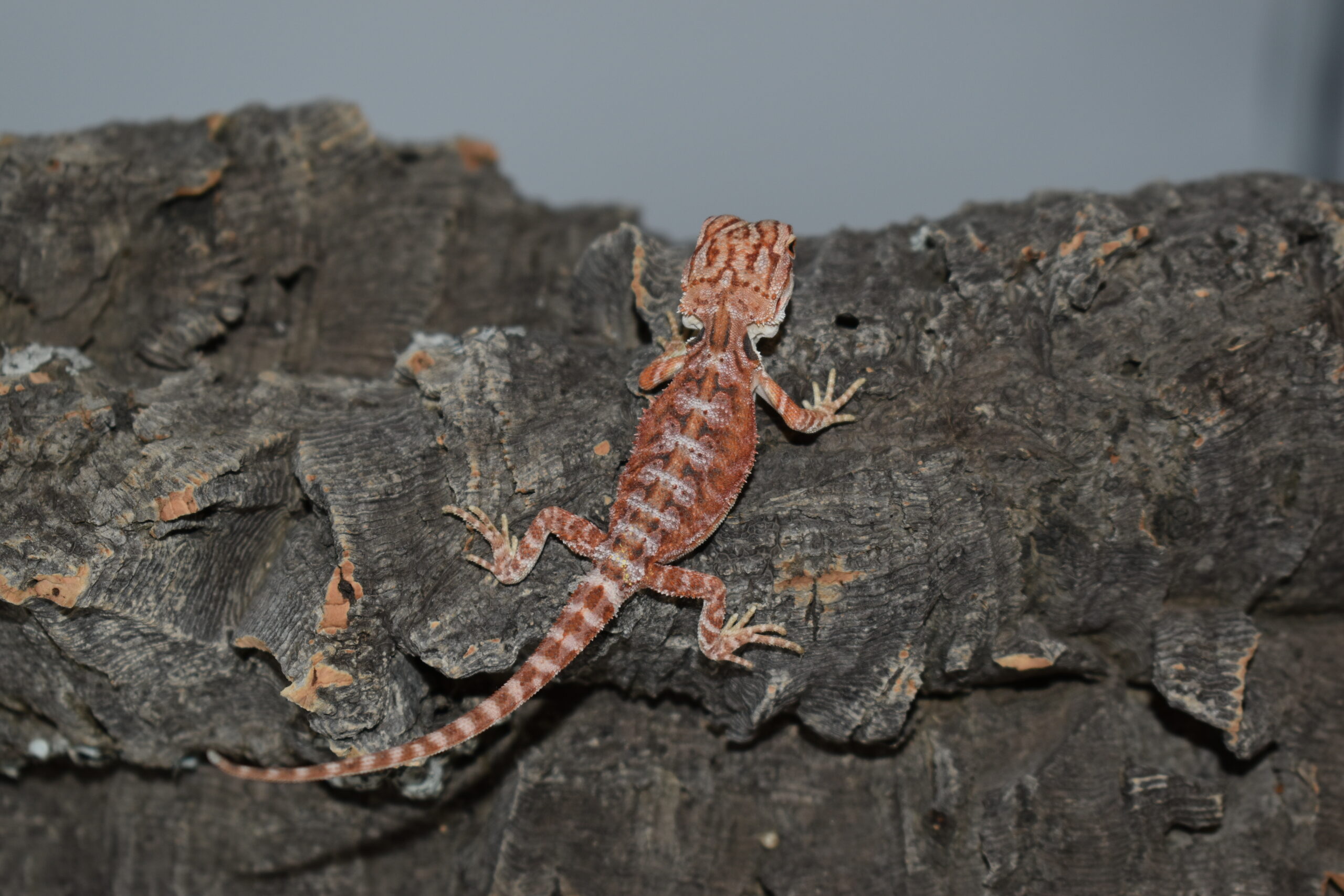 Pogona vitticeps, jeune né le 04 mai 2026 insexé, "Hypo extrême red orange blue tiger", Nom/référence : FLOD