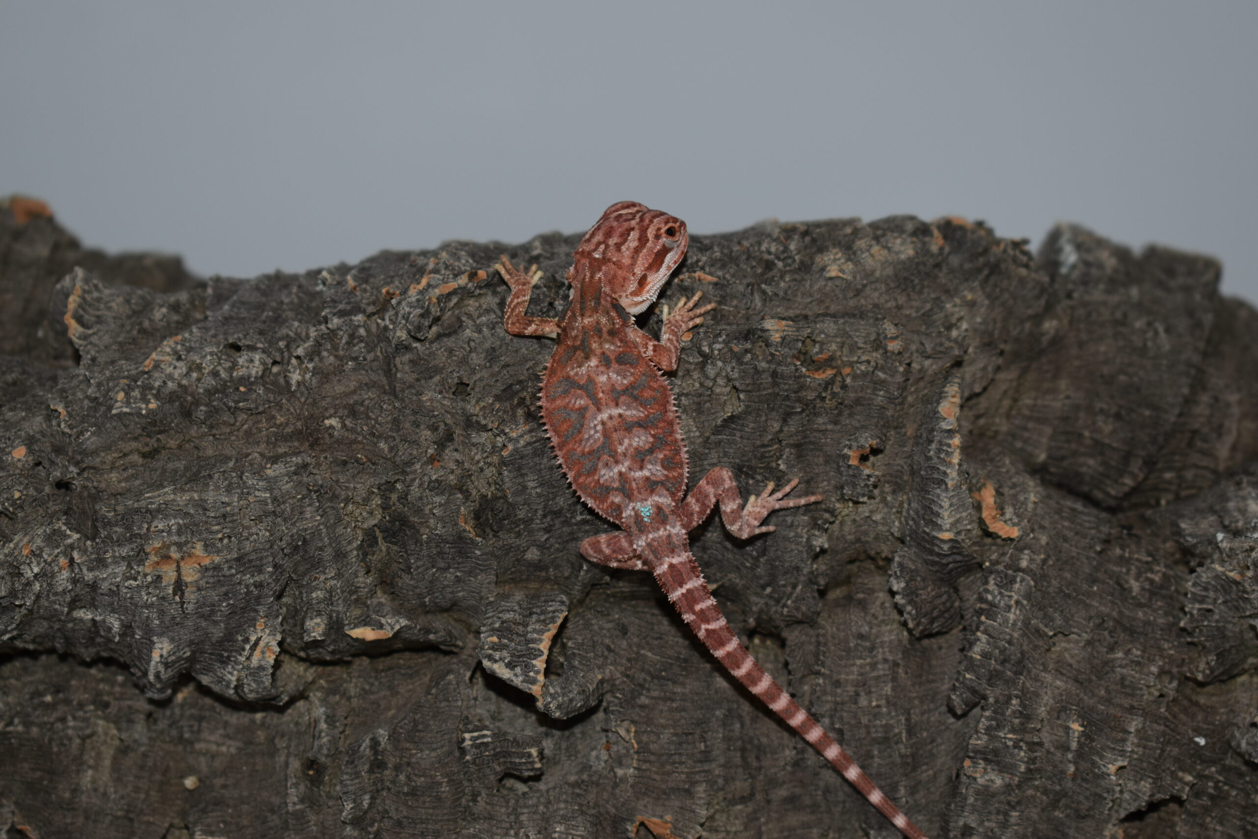 Pogona vitticeps, jeune né le 04 mai 2026 insexé, "Hypo extrême red orange blue tiger", Nom/référence : YAF