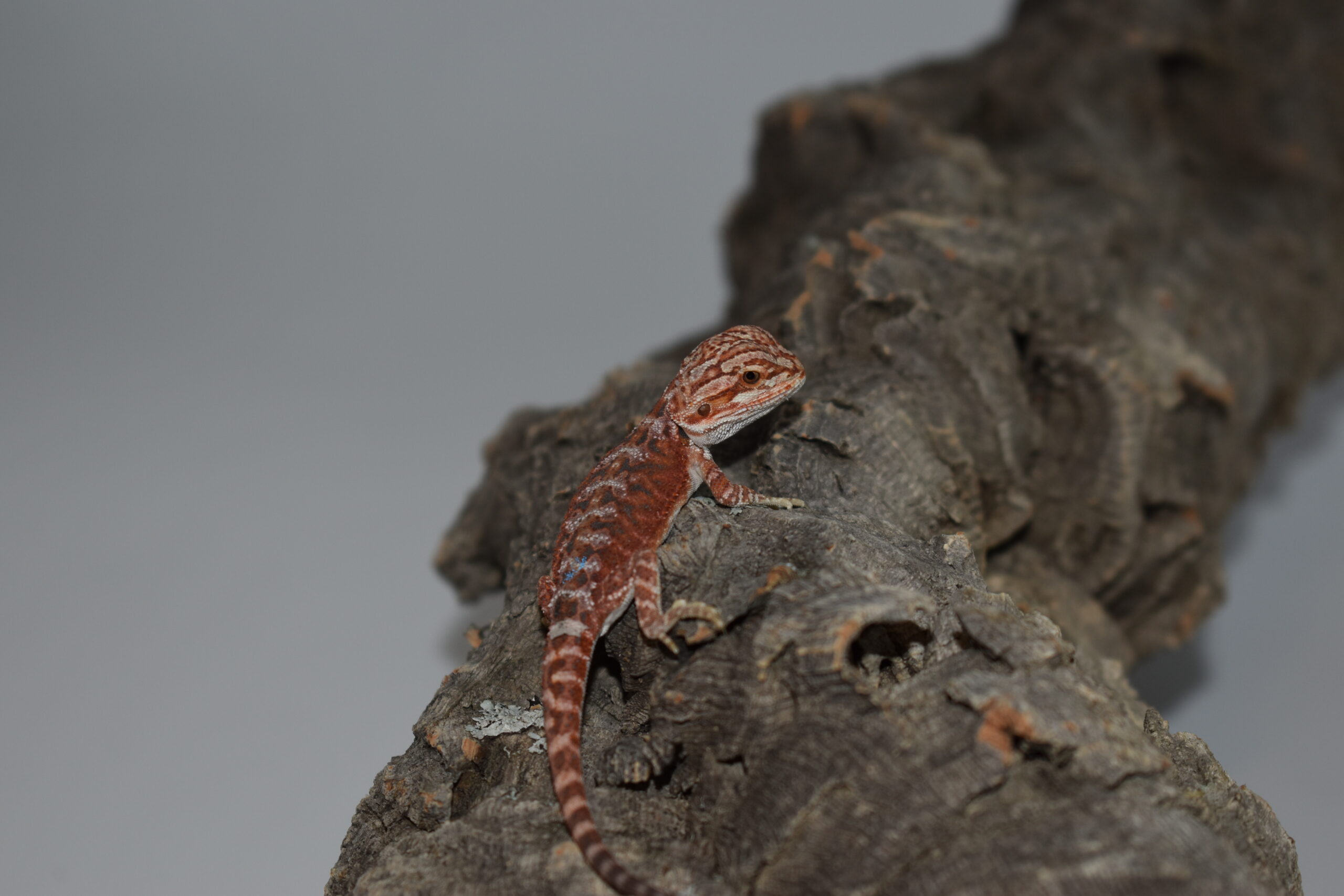 Pogona vitticeps, jeune né le 04 mai 2026 insexé, "Hypo extrême red orange blue tiger", Nom/référence : KAÏ
