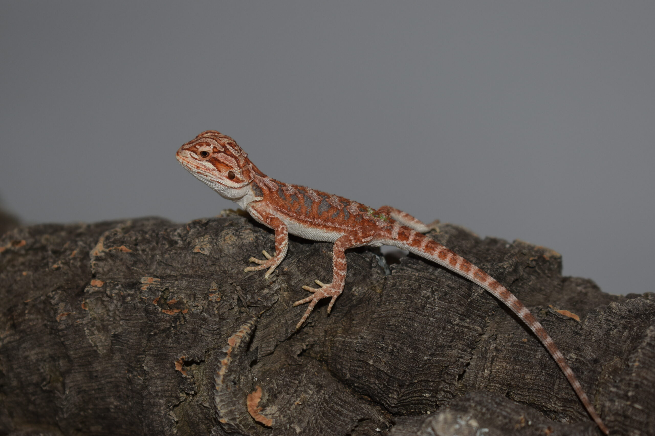 Pogona vitticeps, jeune né le 04 mai 2026 insexé, "Hypo extrême red orange blue tiger", Nom/référence : ZIF